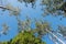 Towering tall trees reaching skyward to blue above