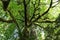 Towering trees at Cathedral Grove