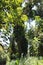 Towering trees covered in vines in the rainforest along Hawaii Belt Road in Hawaii