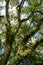 Towering trees with green leaves in the forest