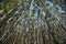 Towering trees. Hamakua Coast, eucalyptus trees.