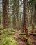 Towering Trees, Olympic National Park, WA