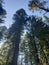 Towering trees summer sky