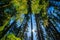 Towering trees with sun shining through the foliage, Olympic National Forest, Olympic Peninsula, Washington state,