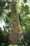 The Towering Trunk of a Cannonball Tree Filled with Fruit in a Hawaiian Rainforest