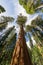 Towering view of sequoia redwood trees