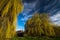 Towering weeping willow trees along the Canal Lea in London