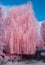 Towering Willow Tree in Infrared Color
