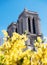 Towers of Notre-Dame cathedral through yellow flowers