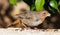 Towhee Bird Feeding