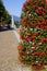 Town square with red flower hedge