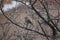 Townsend`s Solitaire, Myadestes townsendi, perched in a tree