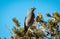 Townsend\\\'s Solitaire Perched in Pinyon Tree