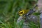 Townsend`s Warbler