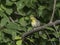 A Townsend`s Warbler in Alaska