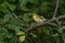 A Townsend`s Warbler in Alaska