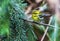 Townsend`s Warbler Perched on Tree Branch