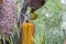 Townsend`s Warbler Setophaga townsendi perched on Hairpin Banskia Banksia spinulosa.