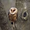 Towny owl