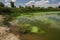 a toxic algae bloom on a riverbank due to agricultural runoff