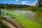 a toxic algae bloom on a riverbank due to agricultural runoff
