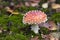 Toxic Amanita muscaria mushroom