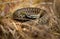 Toxic common viper lying on the ground in autumn.