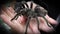 Toxic and dangerous Tarantula spider in a womans hand in captivity.