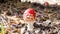 Toxic and hallucinogen mushroom Fly Agaric