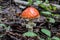 Toxic and hallucinogen mushroom Fly Agaric