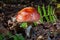 Toxic and hallucinogen mushroom Fly Agaric in grass