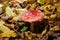 Toxic and hallucinogen mushroom Fly Agaric in grass