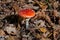 Toxic and hallucinogen mushroom Fly Agaric in grass