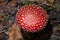 Toxic and hallucinogen mushroom Fly Agaric in grass