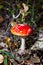 Toxic and hallucinogen mushroom Fly Agaric in grass