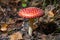 Toxic and hallucinogen mushroom Fly Agaric in grass