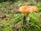 Toxic and hallucinogen mushroom Fly Agaric in grass