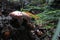 Toxic and hallucinogen mushroom Fly Agaric in grass on autumn forest