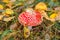 Toxic hallucinogen mushroom Fly Agaric and yellow leaves in grass on autumn forest. Red poisonous Amanita Muscaria