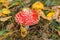 Toxic hallucinogen mushroom Fly Agaric and yellow leaves in grass on autumn forest. Red poisonous Amanita Muscaria