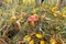 Toxic hallucinogen mushroom Fly Agaric and yellow leaves in grass on autumn forest. Red poisonous Amanita Muscaria fungus macro