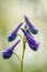 Toxic Larkspur - Close-up - Delphinium menziesii