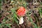 Toxic mushroom fly agaric in grass on autumn forest background. Red toadstool fungus macro close up in natural
