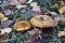 Toxic mushroom paxillus involutus
