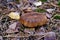 Toxic mushroom paxillus involutus