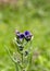 The toxic plant (Cynoglossum creticum) close-up in natural habitat