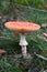 Toxic red fly agaric mushroom or toadstool