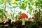 Toxic toadstool mushroom