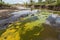toxic waste spill in river, with dead fish and algae visible