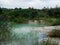 Toxic water flooded the shore with trees